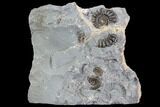 Ammonite (Promicroceras) Fossil Cluster - Somerset, England #86266-1